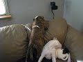 magnum and sweetie playing american bulldogs