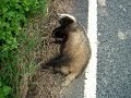 Collision With a Badger