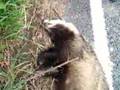 Collision With a Badger