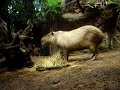 Capibara comiendo Capibara comiendo