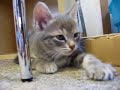 眠たそうな子猫にいたずら