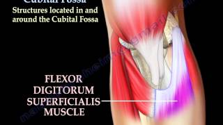 Anatomy Of The Cubital Fossa - Everything You Need To Know - Dr. Nabil Ebraheim