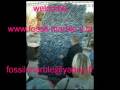 videos de best fossil and marble ammonite in north africa morocco rissani merzouga