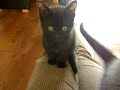 kittens!