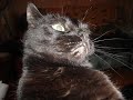 chat-frustr-la-vengeance-.html