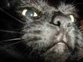 Chat Frustré : La vengeance