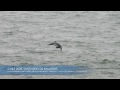 SANTUARIO DE BALLENAS