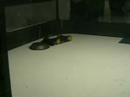 FireFly Vs. Thanatos (Beetle Championship)