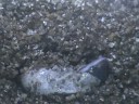 Luipaardgekko (Eublepharis Macularius) komt uit zijn ei
