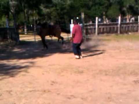 runners and riders