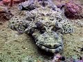 Olympia Maru wreck  Dive Coron island philippines http://www.la-video-sous-marine.com/