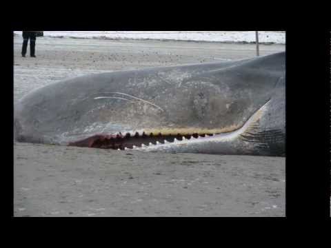 See video