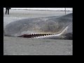 Sperm whale washed up at Knokke Heist