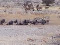 African wildlife African wildlife