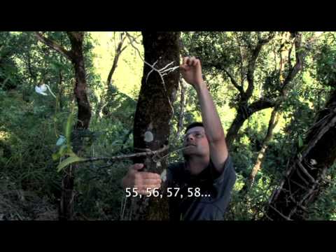 how to harvest orchids