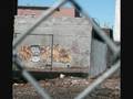 noxer all city king