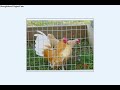 BANTAMS, OLD ENGLISH GAME BANTAMS