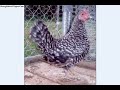 BANTAMS, OLD ENGLISH GAME BANTAMS BANTAMS, OLD ENGLISH GAME BANTAMS