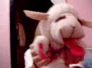 Lambchop