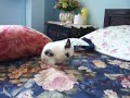 CONEJITOS