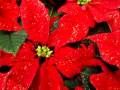 Poinsettia_glitter.MOV