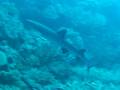Sharky ! Great Barrier Reef Australia 2
