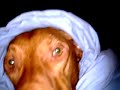 Kepler In Bed