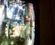 videos de Test TV mamecab