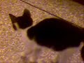 Kittens Kittens