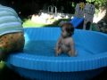 Olive splashing around the pool.