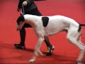 SIGHTHOUNDS Special Show  BIS