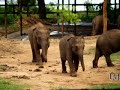 Wild Elephant Sri Lanka
