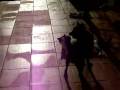 video chat yoytub
