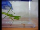 Tenodera aridifolia eating mealworm