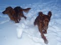 Buon Natale e buon anno agli Amici di Youtube da Cpt.PEZ e i suoi Irish Setter