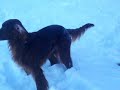 Buon Natale e buon anno agli Amici di Youtube da Cpt.PEZ e i suoi Irish Setter