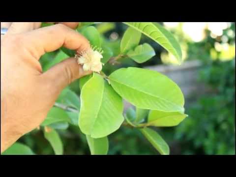 how to grow guava plant