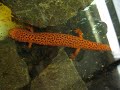 Pseudotriton ruber