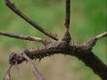 Giant walking stick insect Giant walking stick insect