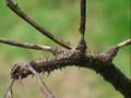 Giant walking stick insect