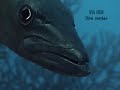 BLUE HOLE BELIZE PLONGE SCUBA DIVE DAY TRIP PART 2