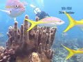 BLUE HOLE BELIZE PLONGE SCUBA DIVE DAY TRIP PART 2