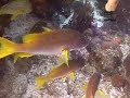 BLUE HOLE BELIZE PLONGE SCUBA DIVE DAY TRIP PART 2