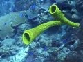BLUE HOLE BELIZE PLONGE SCUBA DIVE DAY TRIP PART 2