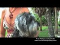Feeding Shelter Pets Lifestyles of Celebrity Pets Miami Beach Florida Episode