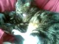 videos de Mercurio and Calimero two eastender cats. They support West Ham!!