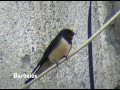 Golondrina común ( Hirundo rustica ) Golondrina común ( Hirundo rustica )