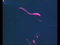 Jimi Hendrix 8 mm silent footage from Copenhagen '70 (A)