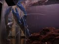 My Yabby ZD My Yabby ZD