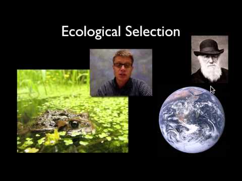 Selection - Paul Andersen explains the importance of selection in biology. Artificial selection occurs when humans choose traits that will be selected for or against. Th...